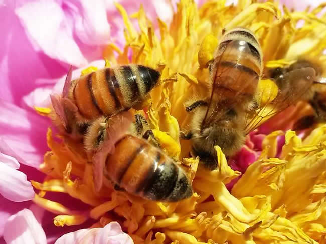 【蜜蜂知识】世界四大名蜂及其特性