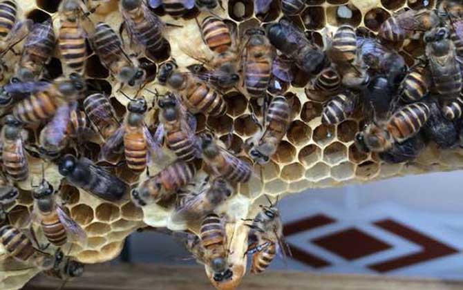 蜂王死了蜂群会跑吗