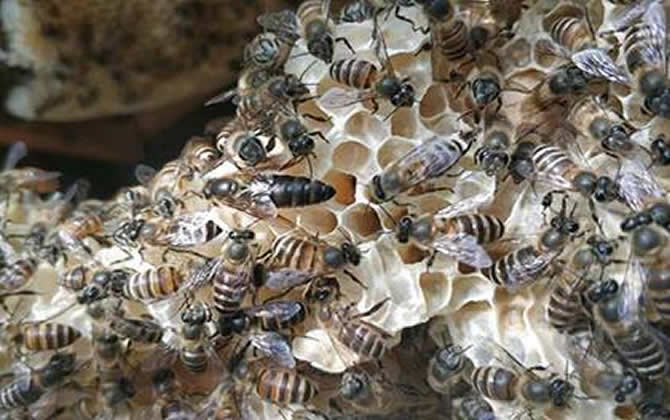 蜜蜂没有蜂王