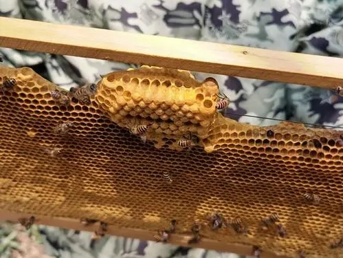蜜蜂都是蜂王的后代吗