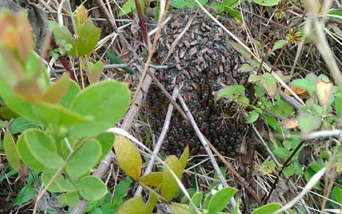 黑小蜜蜂能人工养殖吗