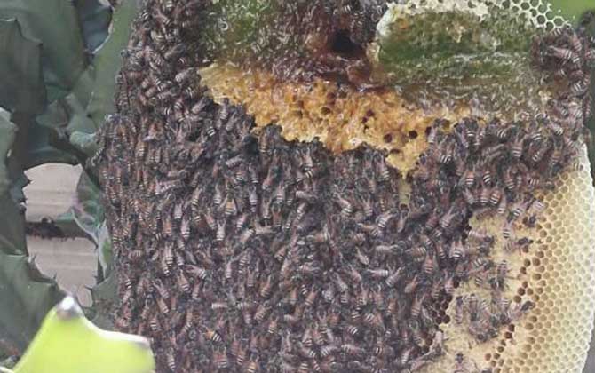 黑小蜜蜂能人工养殖吗