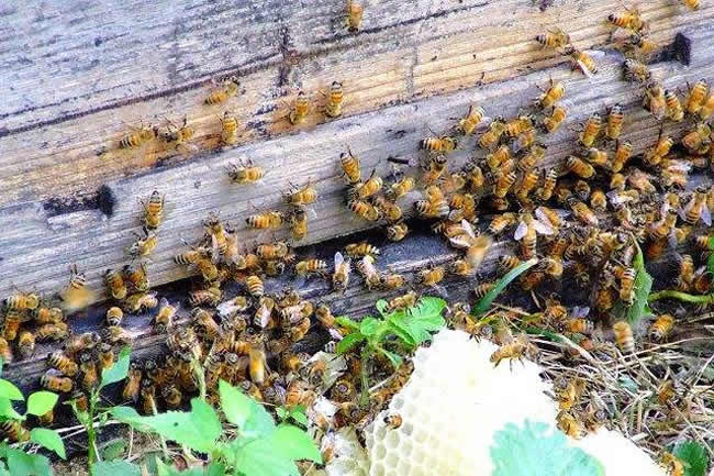 【蜜蜂知识】蜜蜂采蜜是一种什么行为
