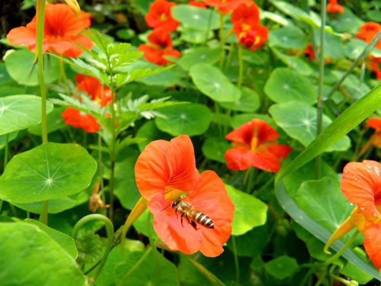 【蜜蜂知识】蜜蜂的资料有哪些内容