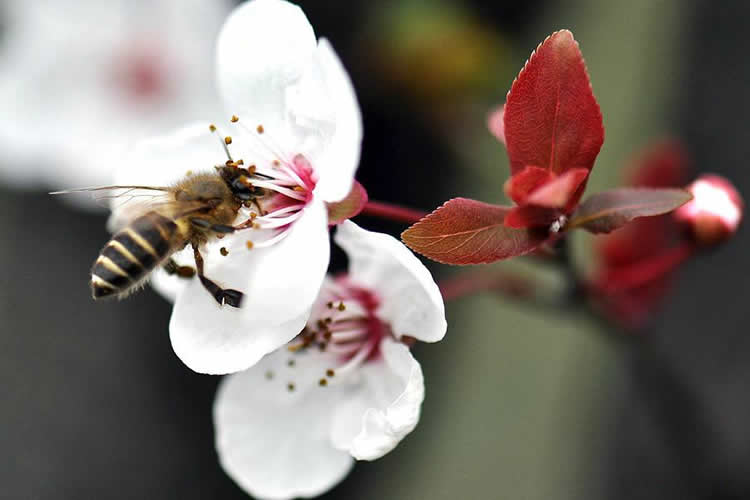 【蜜蜂知识】蜜蜂的资料有哪些内容