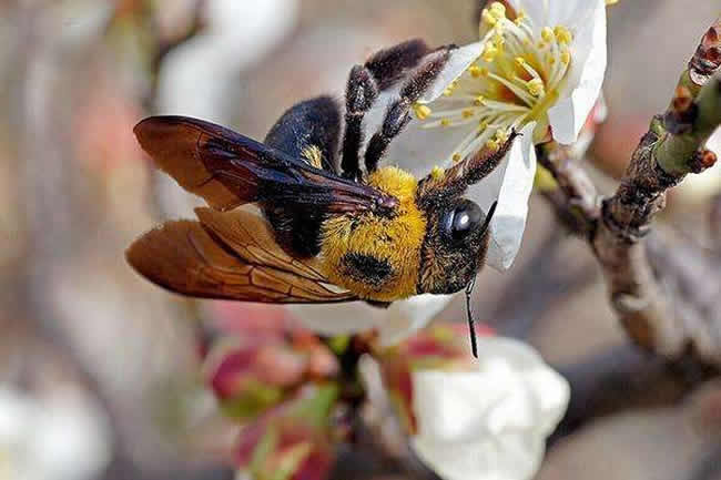 【蜜蜂知识】南方黑蜂是什么蜂种
