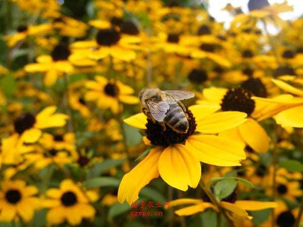 【蜜蜂养殖】蜜蜂的强群标准是怎样的