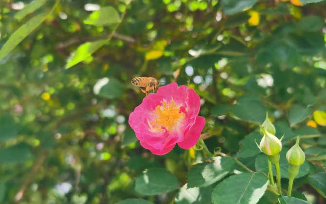 打死一只蜜蜂会报复吗