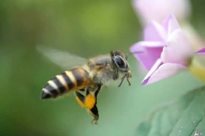 【蜜蜂知识】怎样分辨雄蜂