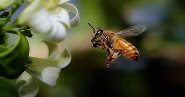 【蜜蜂知识】怎样分辨雄蜂