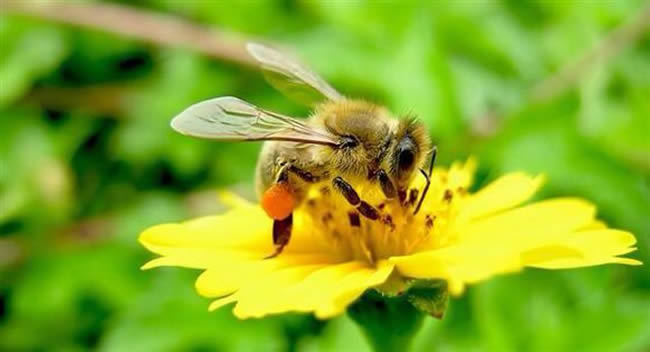 【蜜蜂知识】怎样分辨雄蜂