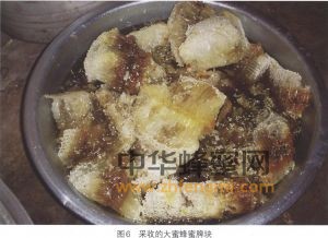 大蜜蜂图片 蜜蜂品种 大蜜蜂特征 蜜蜂 品种 大蜜蜂 大蜜蜂的分布 大蜜蜂特征 大蜜蜂经济价值