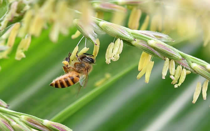 新手养意蜂好还是中蜂好