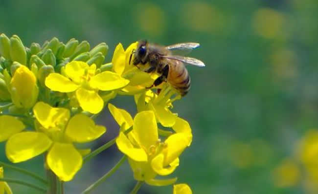 【蜜蜂知识】意大利蜂和中华蜜蜂能一起养吗