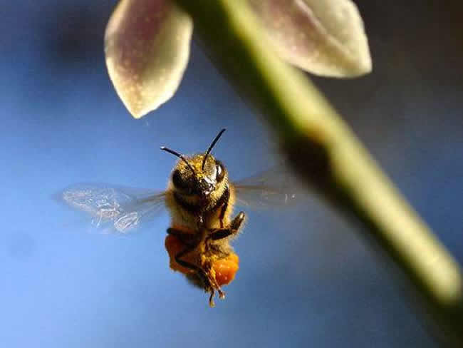 【蜜蜂知识】意大利蜂和中华蜜蜂能一起养吗
