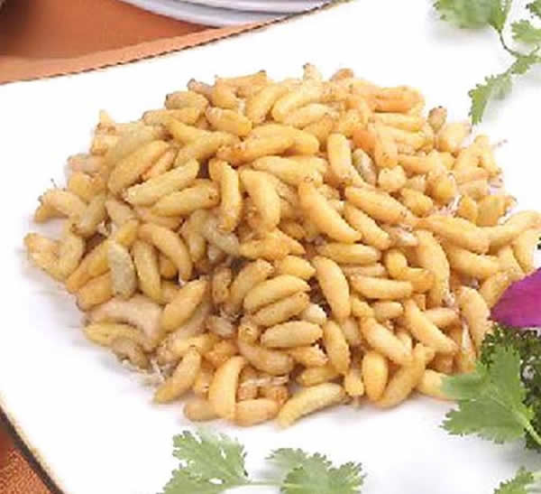 【蜜蜂知识】蜂蛹和蚕蛹的区别