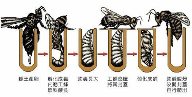 为什么雄蜂寿命比工蜂短