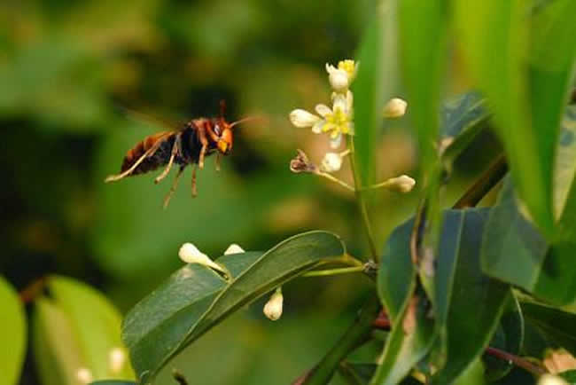 【蜜蜂知识】黑腹虎头蜂的毒性大吗