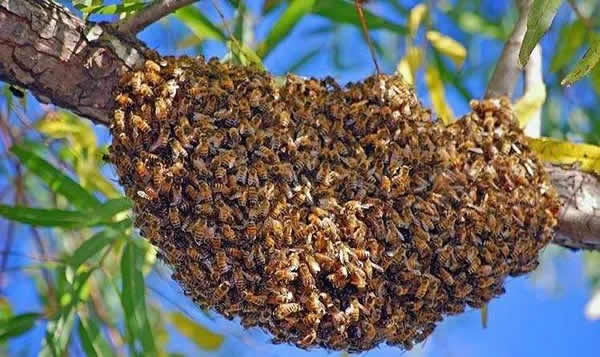 为什么夏天蜜蜂易飞逃