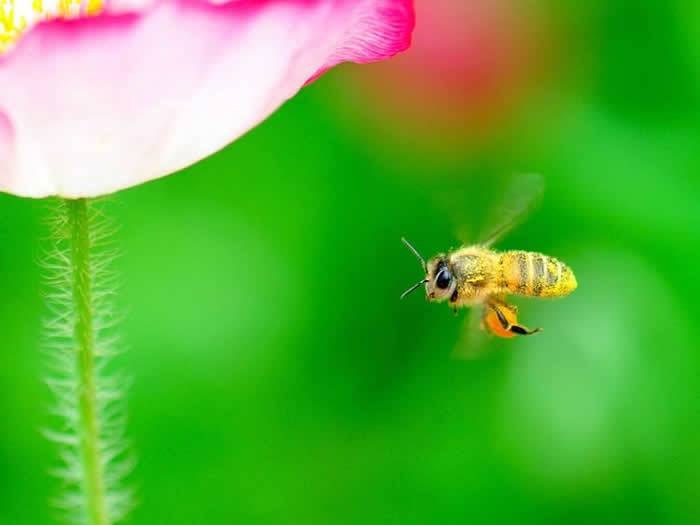 【蜜蜂知识】意大利蜜蜂一年可以繁殖几箱