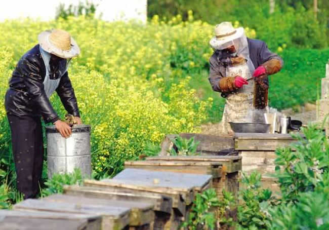什么样的蜂群不能采用标准活框蜂箱