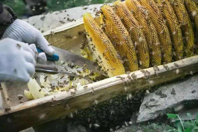 什么样的蜂群不能采用标准活框蜂箱