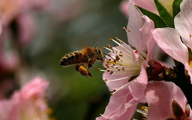 蜜蜂采蜜能飞多远