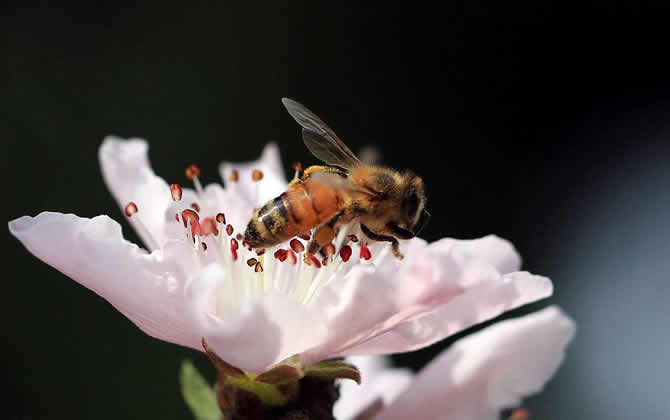蜜蜂采蜜能飞多远