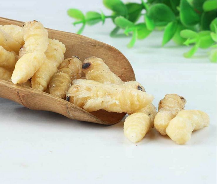 【蜜蜂知识】如何区别蜜蜂蛹和胡蜂蛹