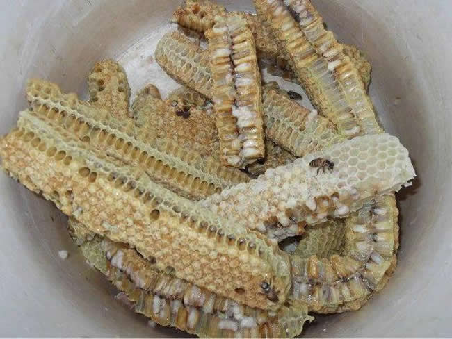 【蜜蜂知识】如何区别蜜蜂蛹和胡蜂蛹