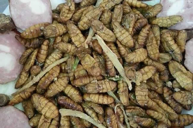 【蜜蜂知识】如何区别蜜蜂蛹和胡蜂蛹