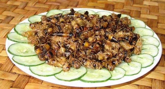 【蜜蜂知识】如何区别蜜蜂蛹和胡蜂蛹