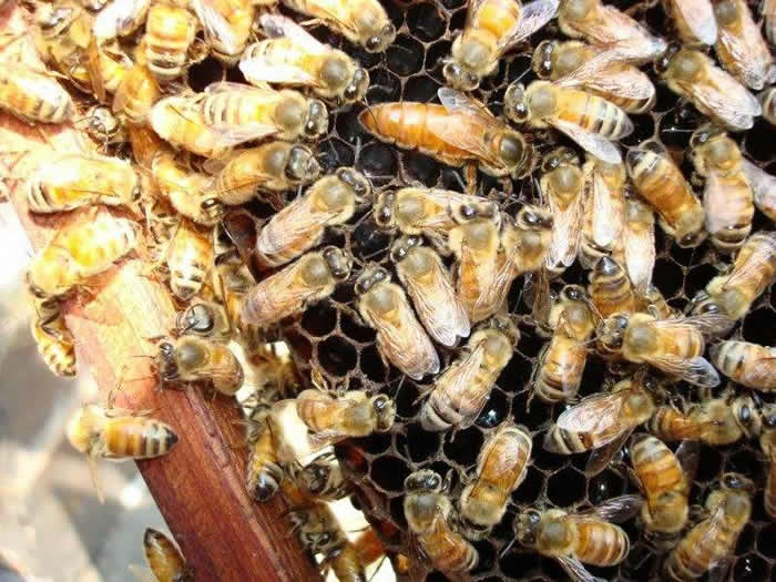 【蜜蜂知识】活框蜂箱有哪些优点和缺点