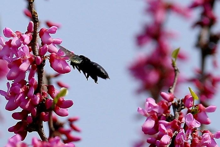 【蜜蜂知识】蜜蜂养殖的基础知识