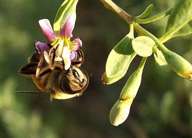 【蜜蜂知识】蜜蜂养殖的基础知识