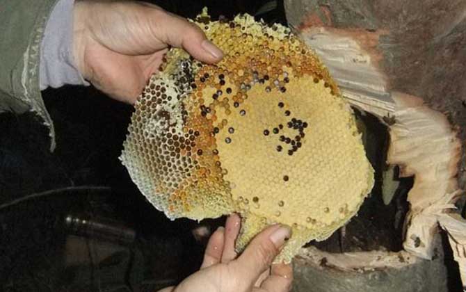 中华蜜蜂分布在哪里