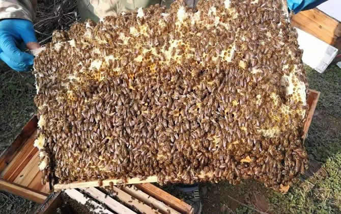 蜜蜂会发现蜂蜜没有了吗