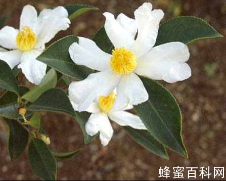 几种有毒蜜粉源植物 几种有毒蜜粉源植物