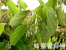 几种有毒蜜粉源植物 几种有毒蜜粉源植物