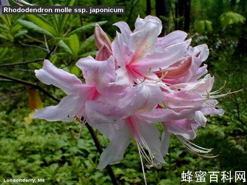 几种有毒蜜粉源植物 几种有毒蜜粉源植物