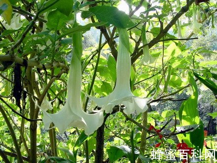 几种有毒蜜粉源植物 几种有毒蜜粉源植物