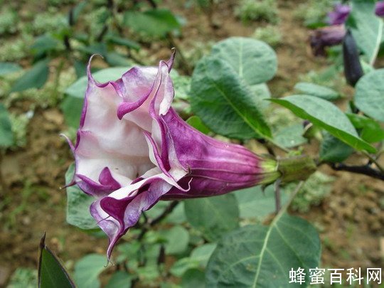 几种有毒蜜粉源植物 几种有毒蜜粉源植物