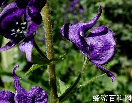 几种有毒蜜粉源植物 几种有毒蜜粉源植物