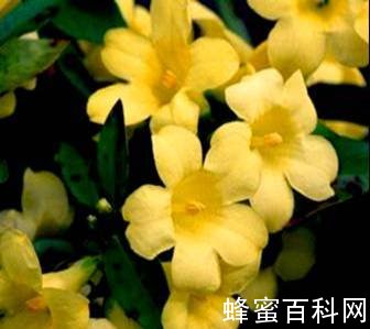 几种有毒蜜粉源植物 几种有毒蜜粉源植物