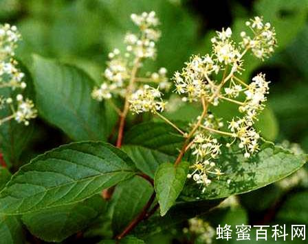 几种有毒蜜粉源植物 几种有毒蜜粉源植物