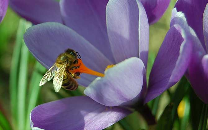 蜜蜂有哪些生物学特性