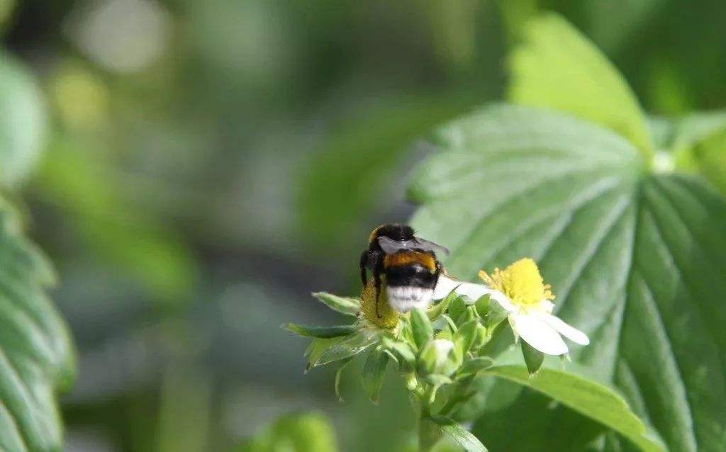 蜜蜂败血病如何防治