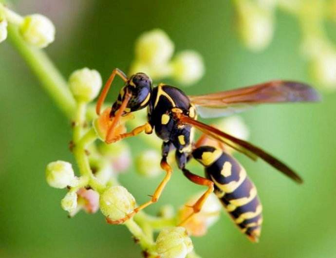 【蜜蜂知识】马蜂、胡蜂、黄蜂和蜜蜂有什么区别