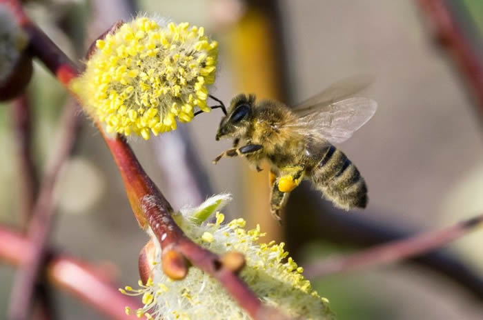 【蜜蜂知识】蜜蜂飞逃前有什么征兆