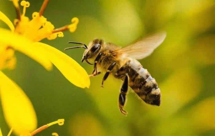 【蜜蜂知识】蜜蜂飞逃前有什么征兆